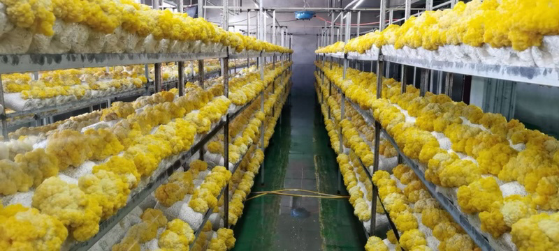 金耳鲜品