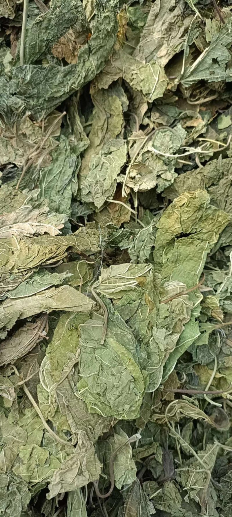 过筛霜叶，桑叶产地发货货源充足，欢迎老板联系。