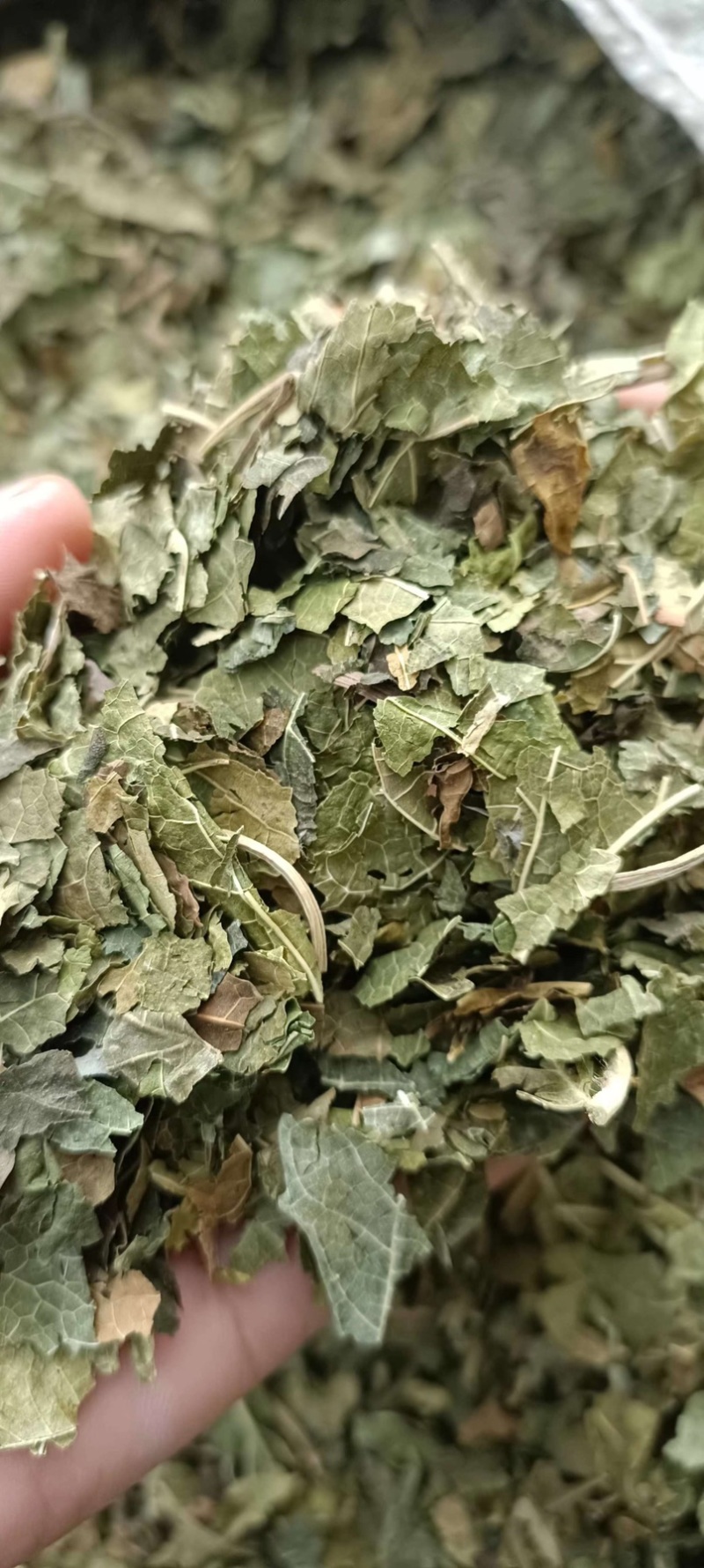 过筛霜叶，桑叶产地发货货源充足，欢迎老板联系。