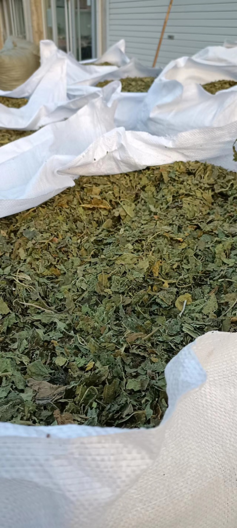 过筛霜叶，桑叶产地发货货源充足，欢迎老板联系。