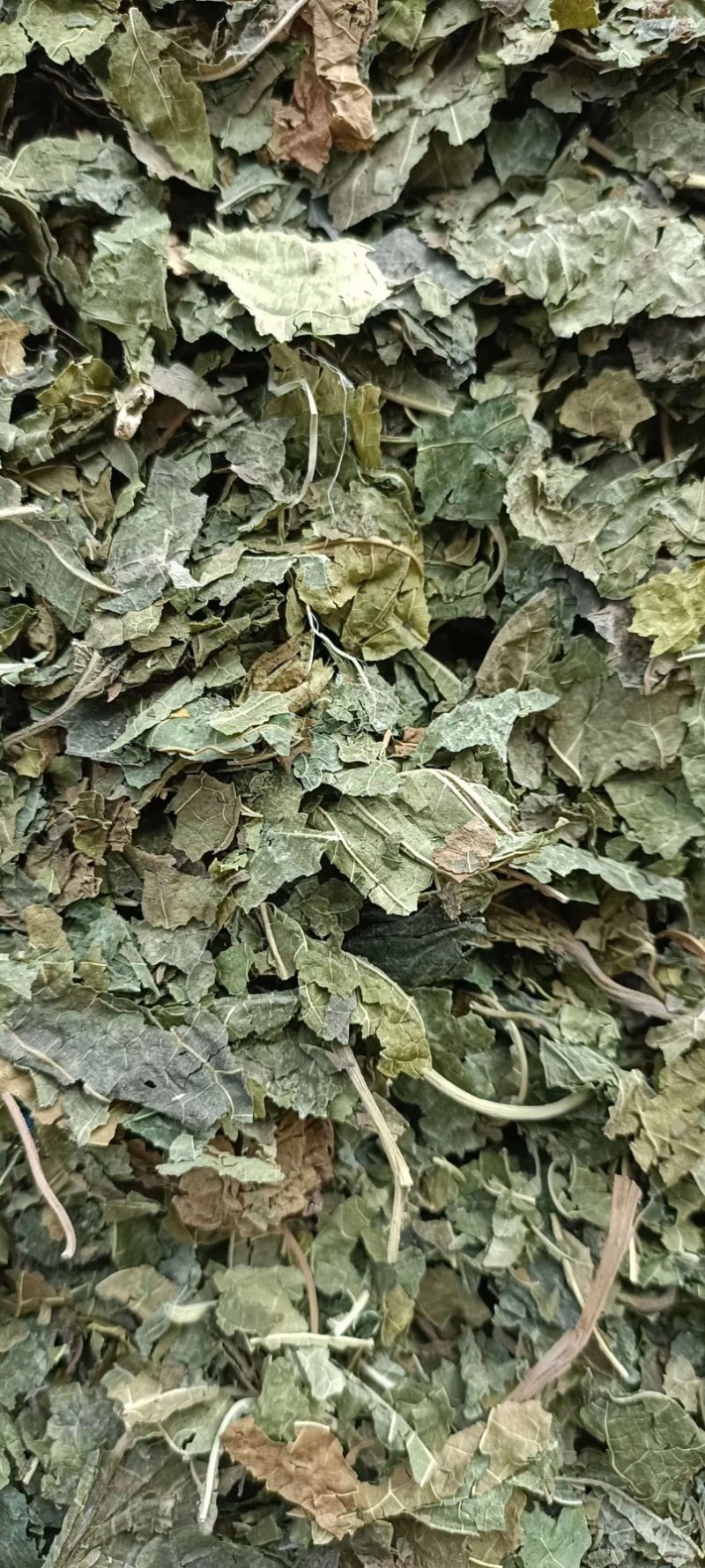 过筛霜叶，桑叶产地发货货源充足，欢迎老板联系。