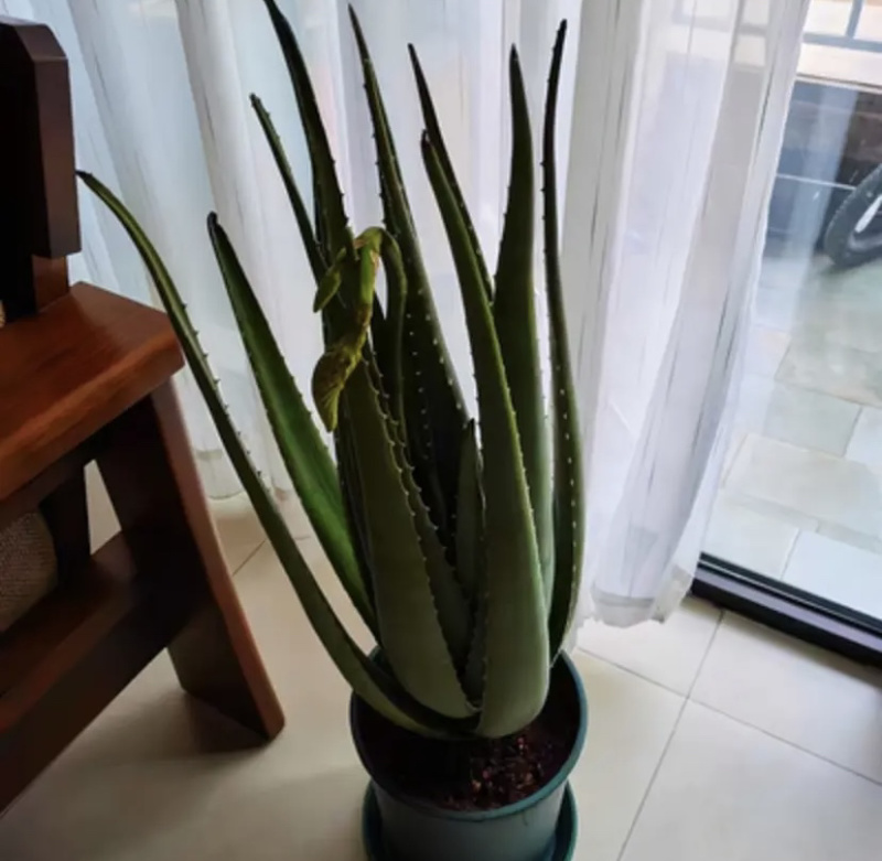 【包邮】大年份老苗/芦荟鲜叶/芦荟批发/美容/食用