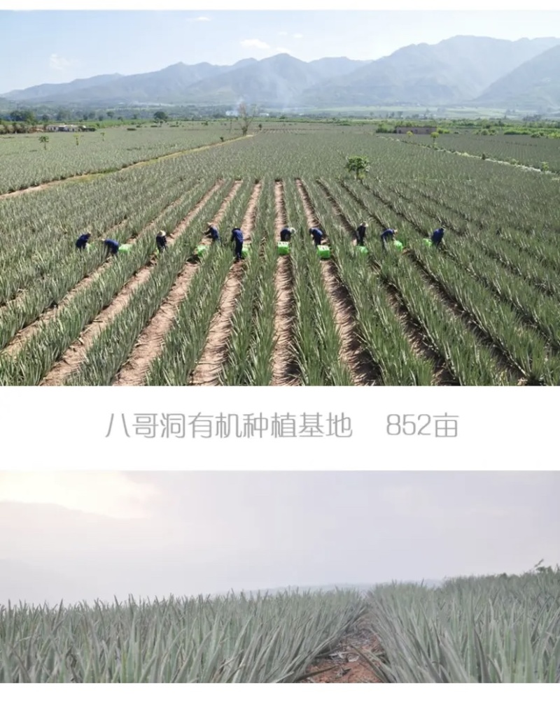【包邮】大年份老苗/芦荟鲜叶/芦荟批发/美容/食用