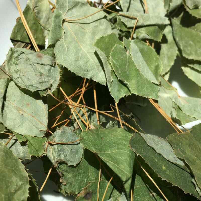 出售淫羊藿种苗