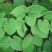 出售淫羊藿种苗