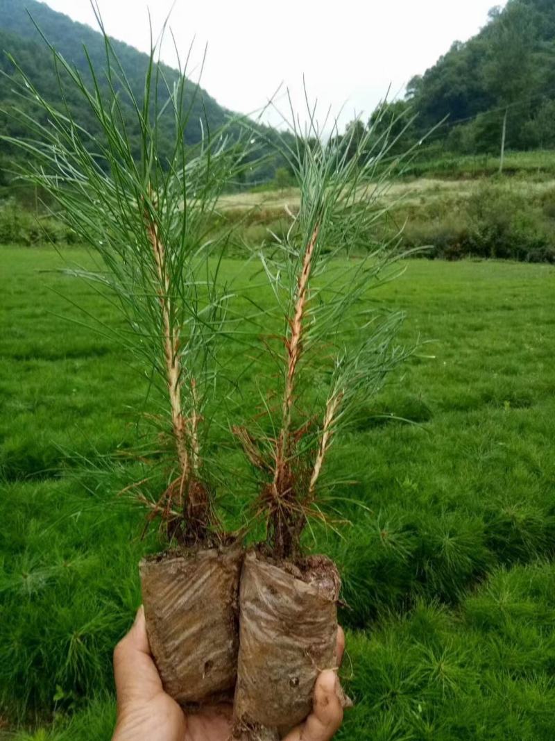 油松营养袋苗两年生苗，15-20起步大量出售需要的联系我