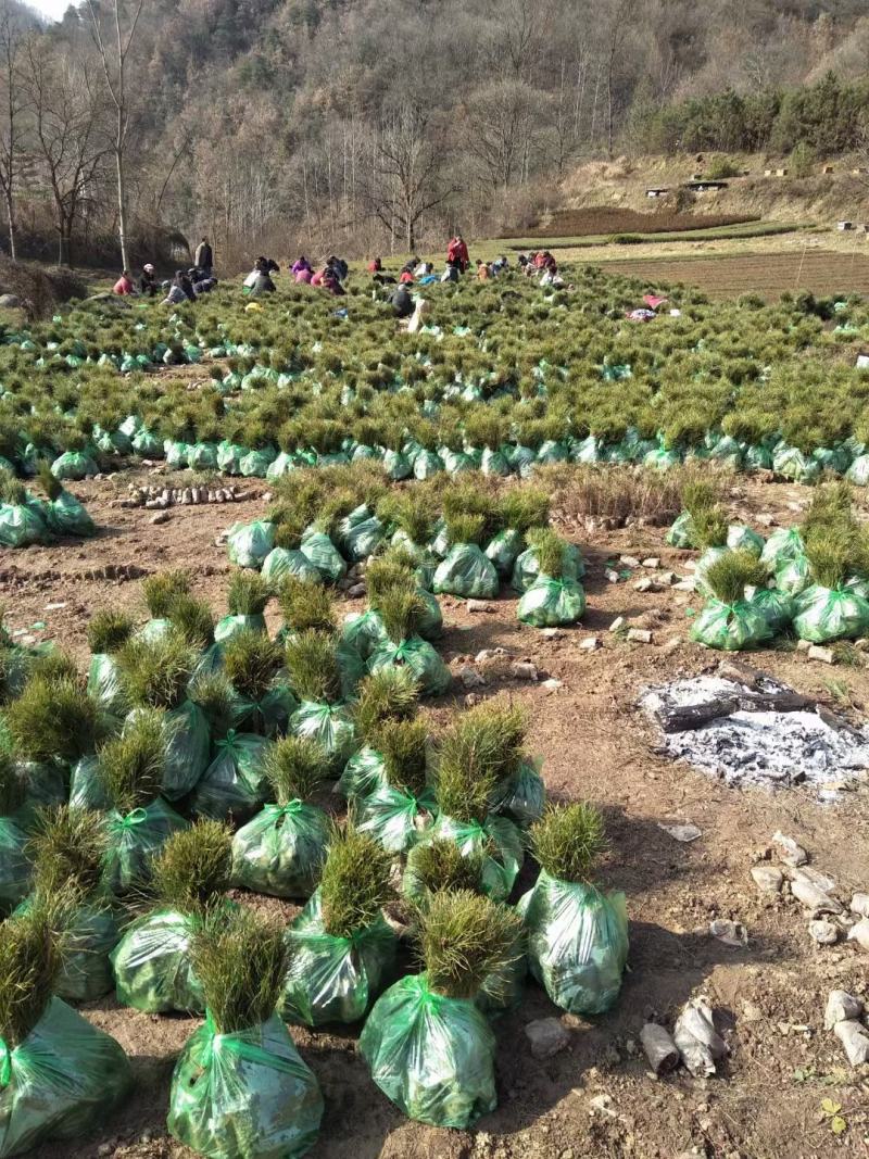 油松营养袋苗两年生苗，15-20起步大量出售需要的联系我