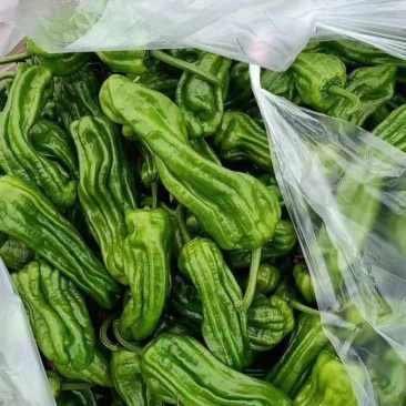 薄皮苏椒产地一手货源可发全国欢迎来电咨询