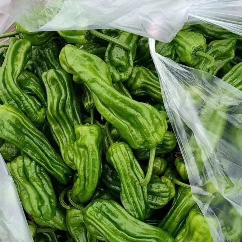 薄皮苏椒产地一手货源可发全国欢迎来电咨询