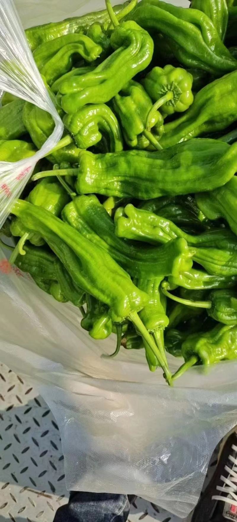 薄皮苏椒产地一手货源可发全国欢迎来电咨询