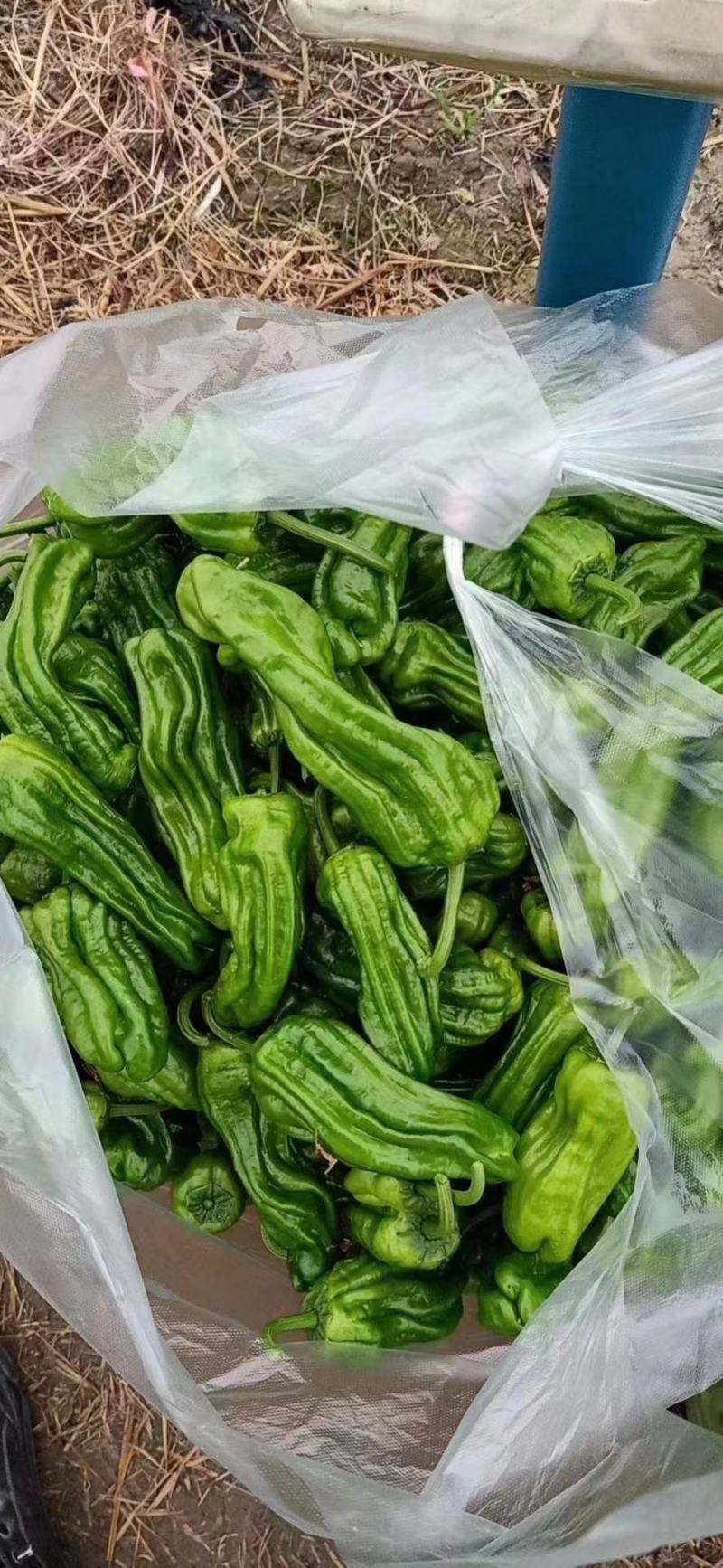 薄皮苏椒产地一手货源可发全国欢迎来电咨询