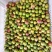 信宜市银妃三华李，果色鲜艳，品质保证，量大价优，欢迎选购