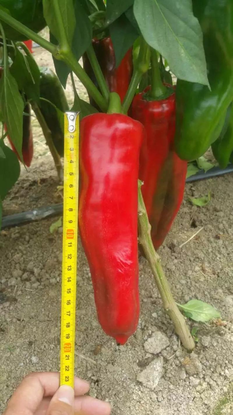 光椒688F1红椒种子早中熟腔小红果不软250克果直面光