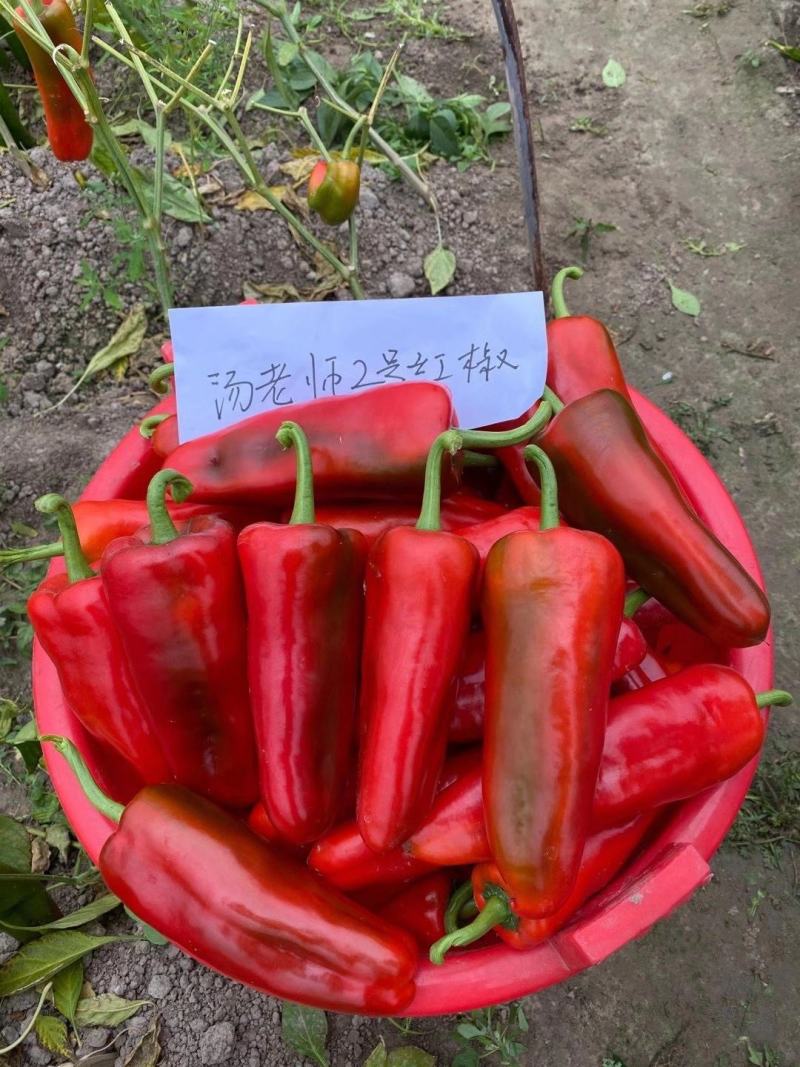 光椒688F1红椒种子早中熟腔小红果不软250克果直面光