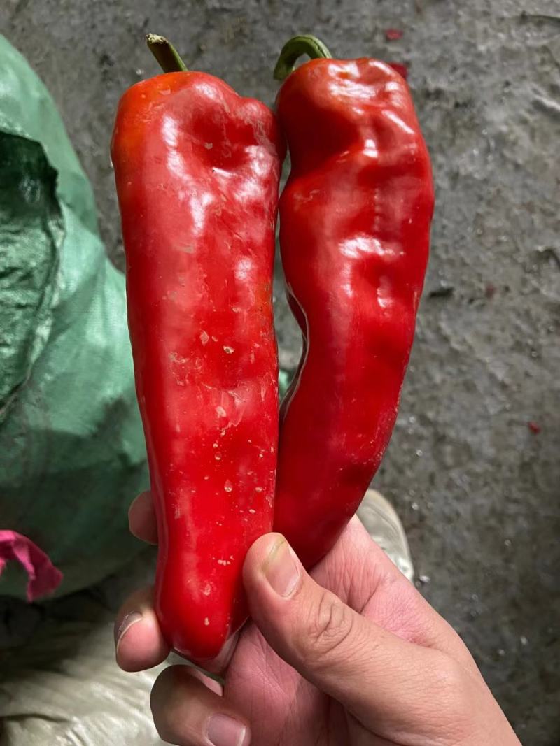 光椒688F1红椒种子早中熟腔小红果不软250克果直面光
