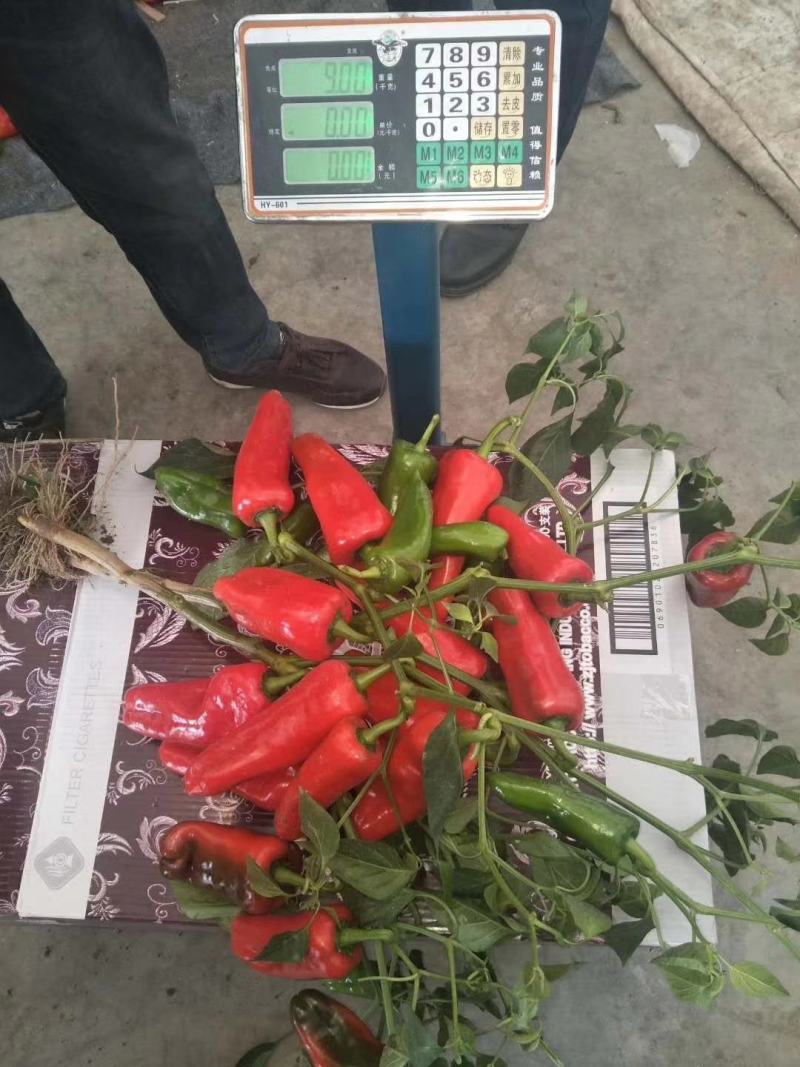 光椒688F1红椒种子早中熟腔小红果不软250克果直面光