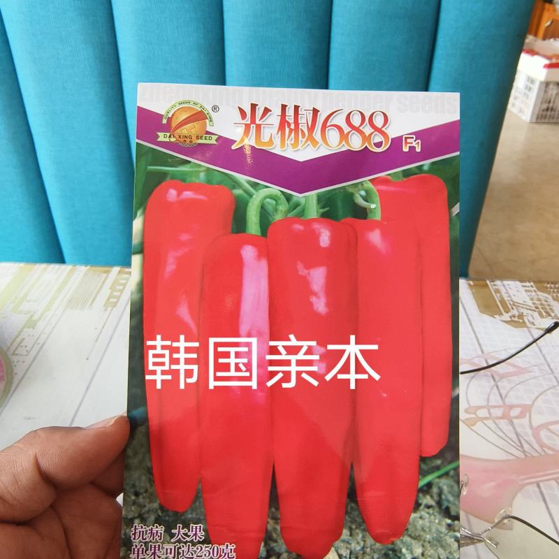 光椒688F1红椒种子早中熟腔小红果不软250克果直面光