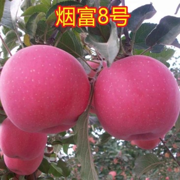烟富8号10号苹果树苗嫁接特大耐寒新品种南北方种植