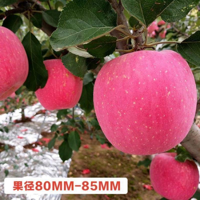 烟富8号10号苹果树苗嫁接特大耐寒新品种南北方种植