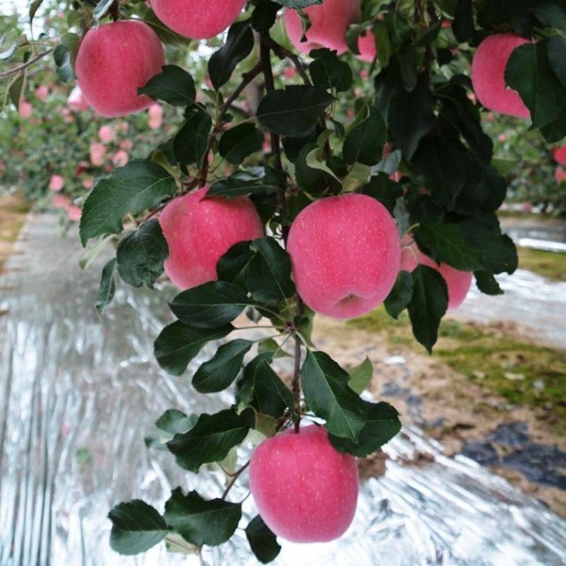 烟富8号10号苹果树苗嫁接特大耐寒新品种南北方种植