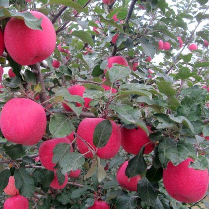 烟富8号10号苹果树苗嫁接特大耐寒新品种南北方种植