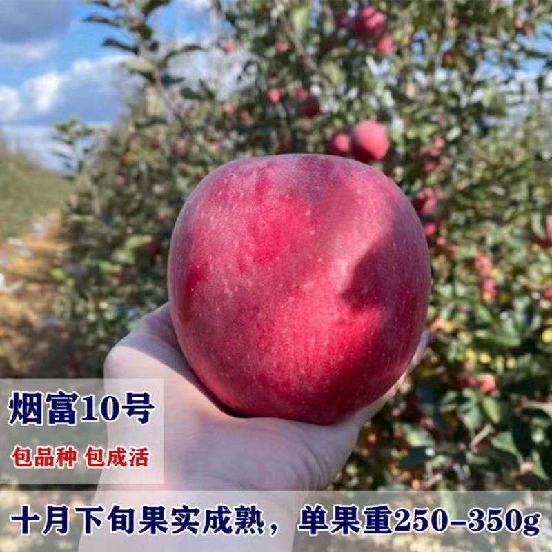烟富8号10号苹果树苗嫁接特大耐寒新品种南北方种植