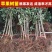 烟富8号10号苹果树苗嫁接特大耐寒新品种南北方种植