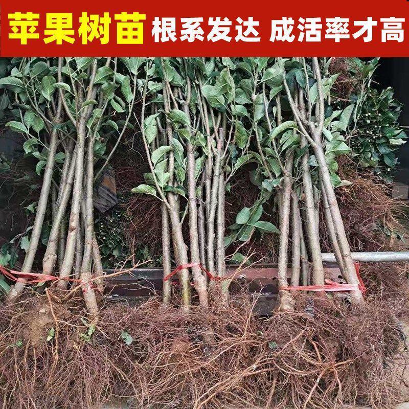 烟富8号10号苹果树苗嫁接特大耐寒新品种南北方种植