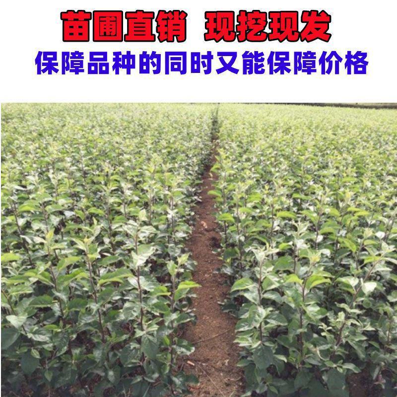 烟富8号10号苹果树苗嫁接特大耐寒新品种南北方种植