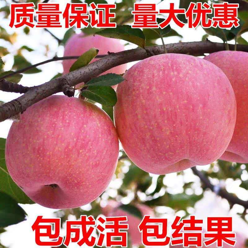 正宗嫁接众诚三号红富士苹果树苗盆栽地栽南北方种植