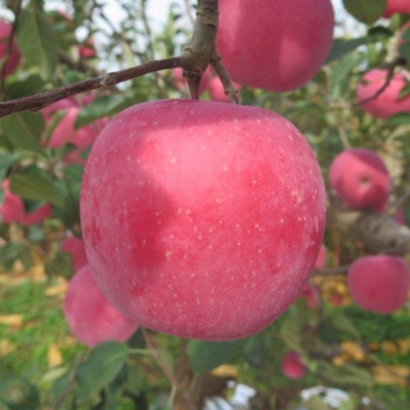 新品种果树苗众成一号苹果树苗嫁接苗南方北方种植苹果苗