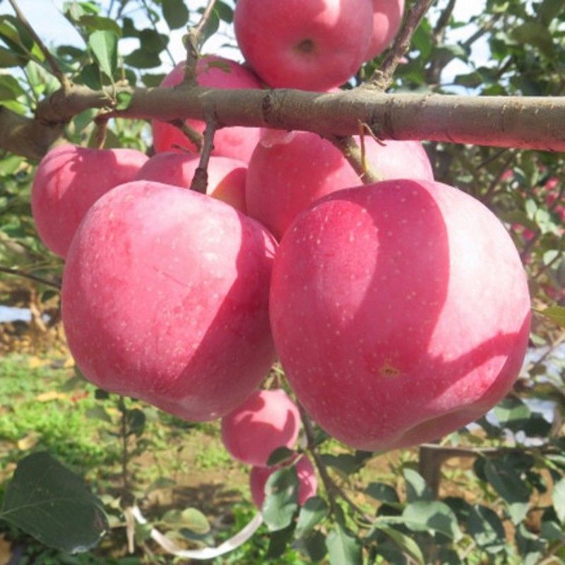 新品种果树苗众成一号苹果树苗嫁接苗南方北方种植苹果苗