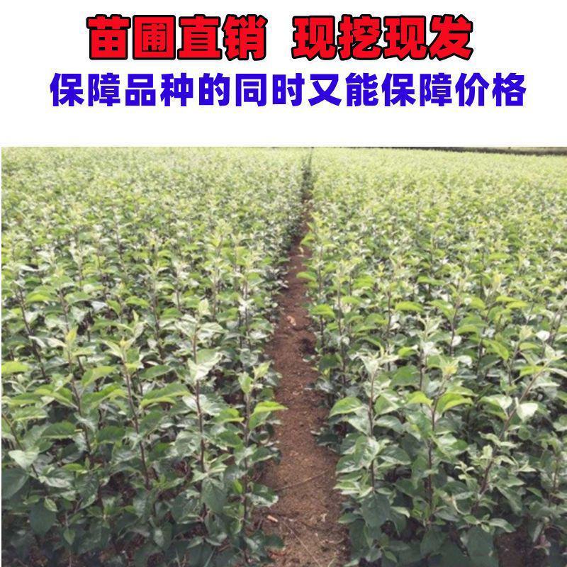 新品种果树苗众成一号苹果树苗嫁接苗南方北方种植苹果苗