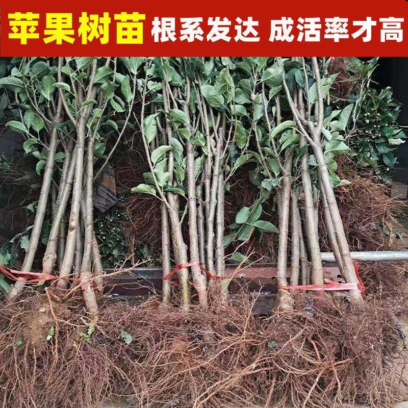 新品种果树苗众成一号苹果树苗嫁接苗南方北方种植苹果苗