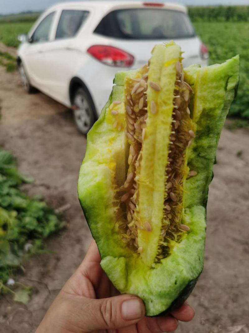 正虹九号甜瓜种子皮薄肉厚酥脆含糖18度结果多果肉绿色