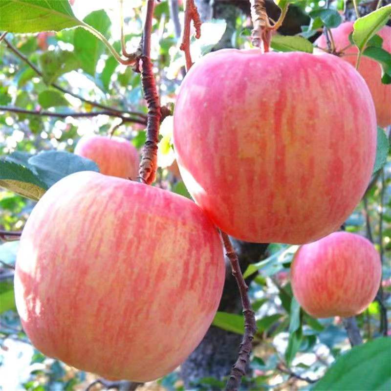 苹果树苗嫁接特大红富士南北种地栽庭院苹果苗树果树苗
