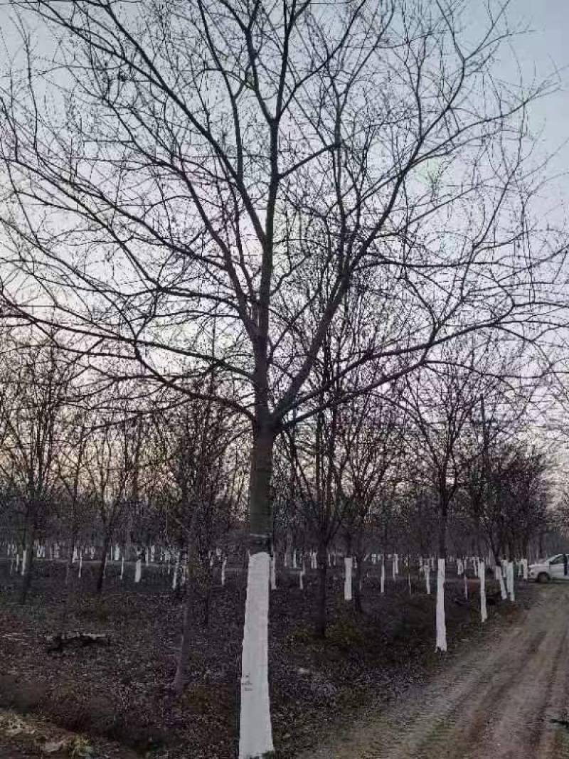 精品朴树白榉榉树苗圃大量出售12公分装车580量大从优