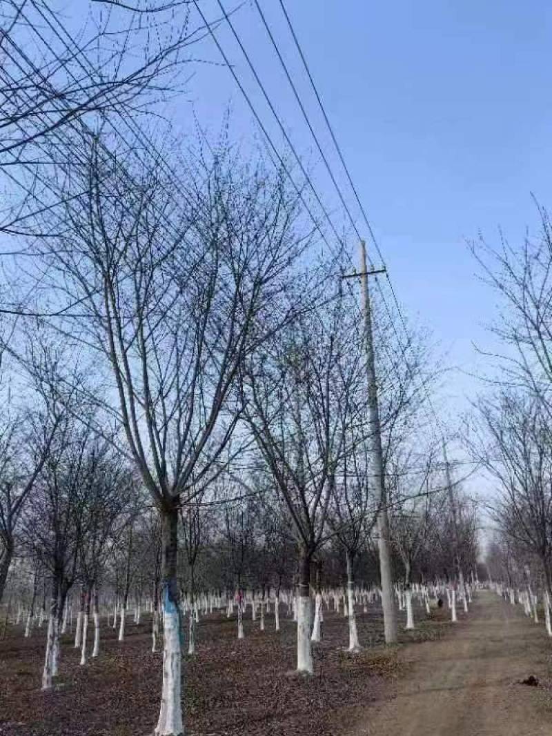 精品朴树白榉榉树苗圃大量出售12公分装车580量大从优