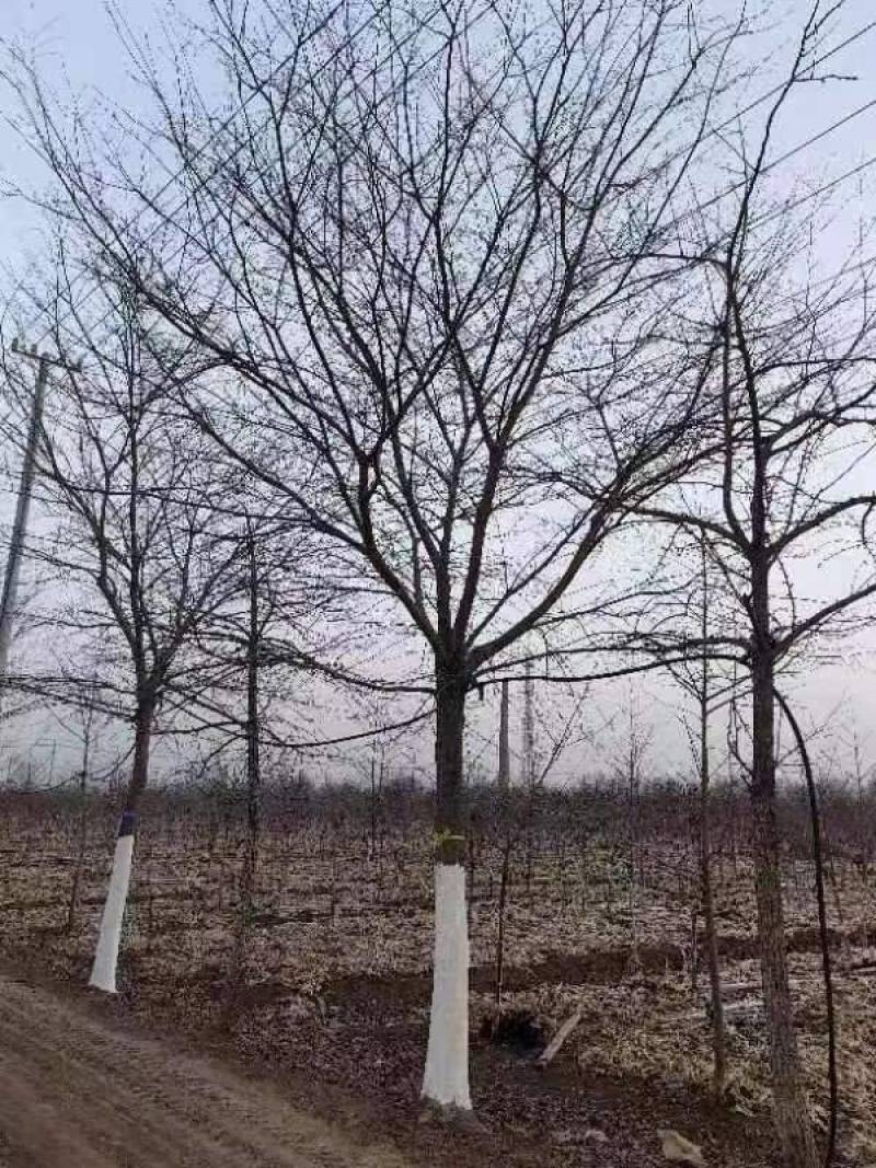精品朴树白榉榉树苗圃大量出售12公分装车580量大从优