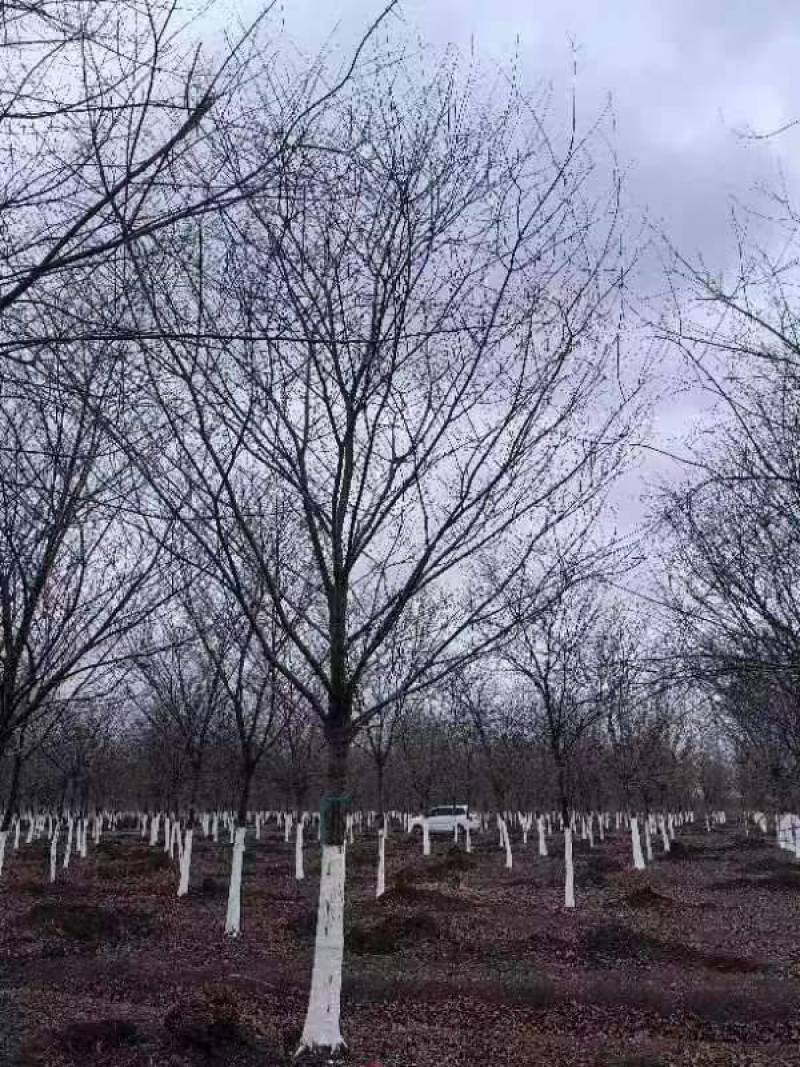 精品朴树白榉榉树苗圃大量出售12公分装车580量大从优