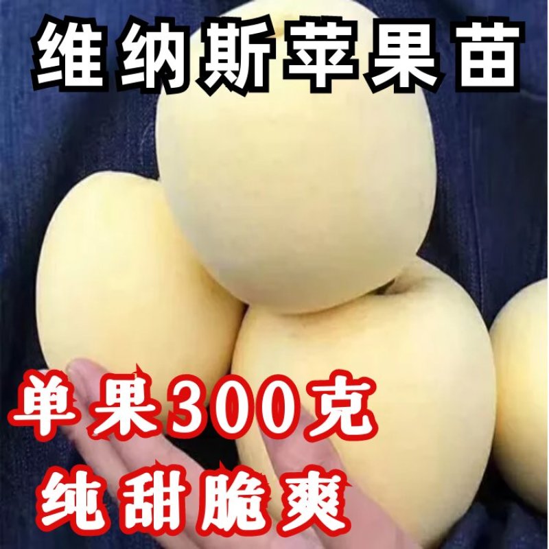 苹果树苗嫁接品种红富士维纳斯鲁丽耐寒盆地栽南北方种植