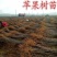 苹果树苗嫁接品种红富士维纳斯鲁丽耐寒盆地栽南北方种植