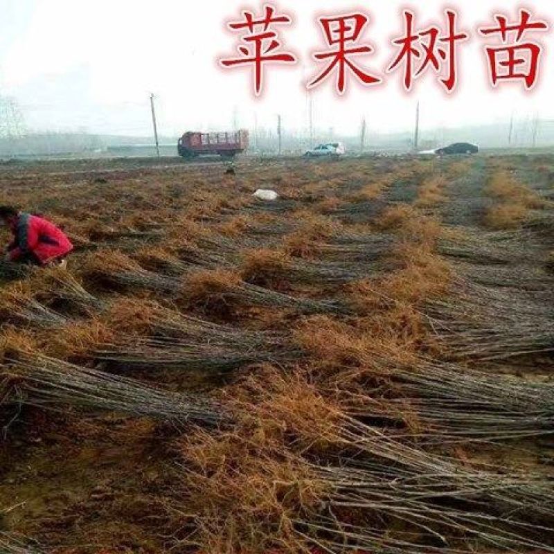 苹果树苗嫁接品种红富士维纳斯鲁丽耐寒盆地栽南北方种植