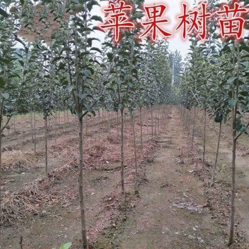 苹果树苗嫁接品种红富士维纳斯鲁丽耐寒盆地栽南北方种植