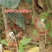 苹果树苗嫁接品种红富士维纳斯鲁丽耐寒盆地栽南北方种植