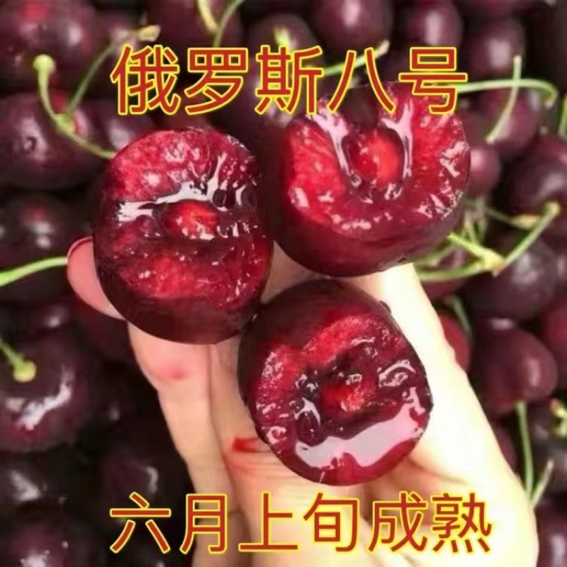 【特大果】车厘子大樱桃树苗俄罗斯八号美早大红灯