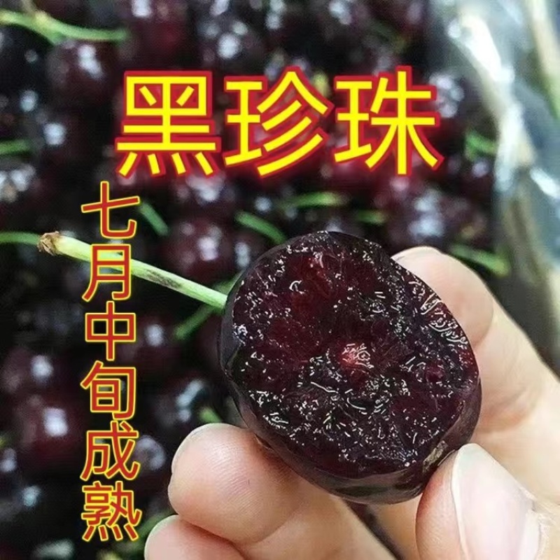 【特大果】车厘子大樱桃树苗俄罗斯八号美早大红灯