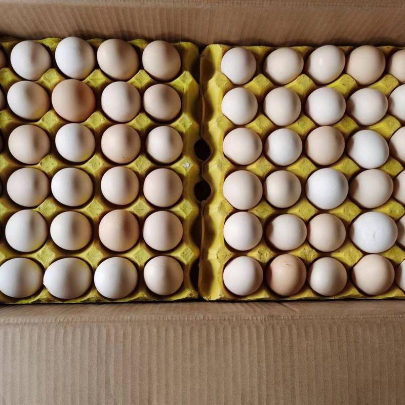 草鸡蛋，厂家货源，常年供，质量好价格优，欢迎电联洽谈合作