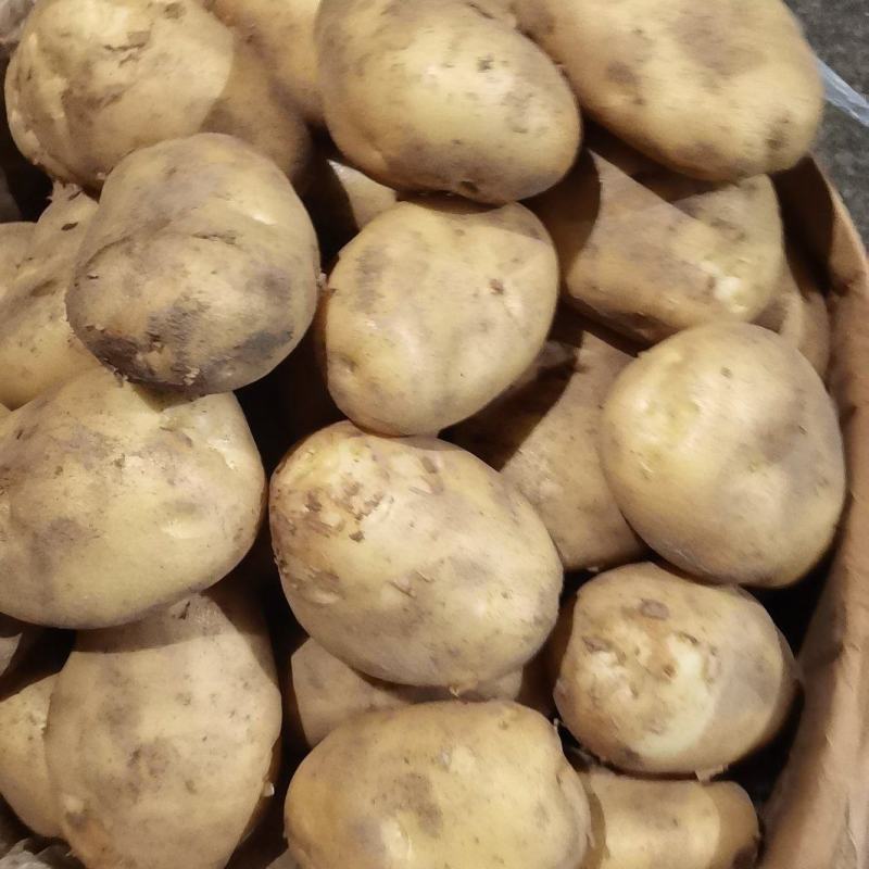 新土豆1元，货在兰州需要的联系。