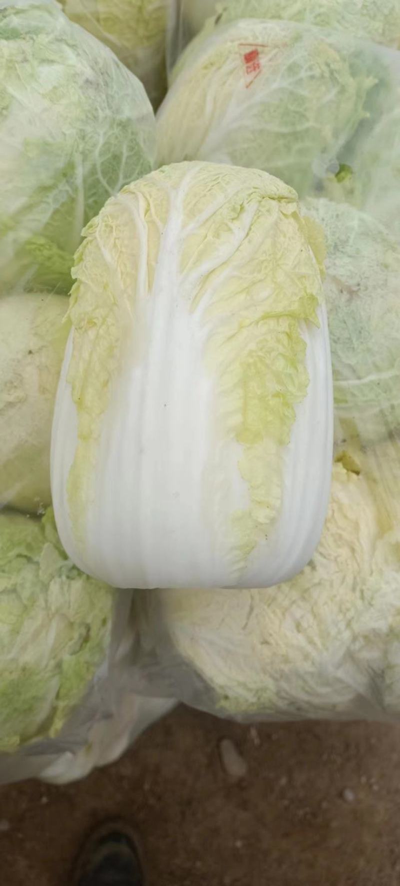 娃娃菜，个头匀称叶绿心黄，新鲜